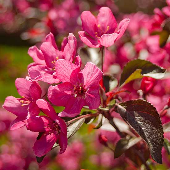 Malus 'Royal Beauty' (Weeping Crab Apple Tree) - Click Image to Close