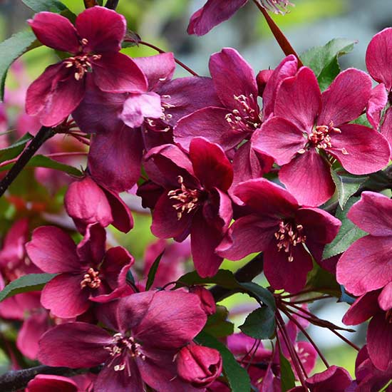 Malus 'Royalty' (Crab Apple Tree) - Click Image to Close