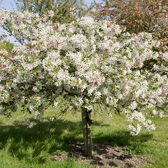 Malus 'Sun Rival' (Crab Apple Tree) - Click Image to Close