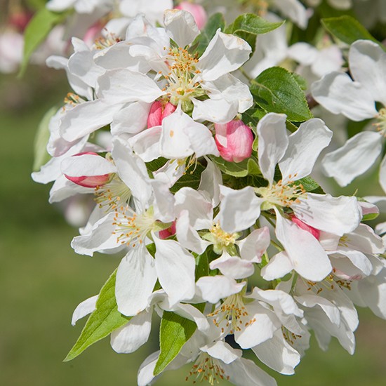 Malus 'Sun Rival' (Crab Apple Tree) - Click Image to Close