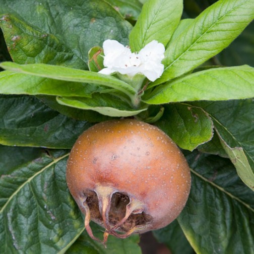 Medlar Tree 'Nottingham' - Click Image to Close