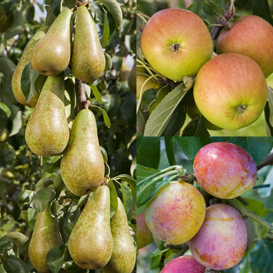 Cordon Apple, Pear & Plum Collection (3 Trees) - Click Image to Close