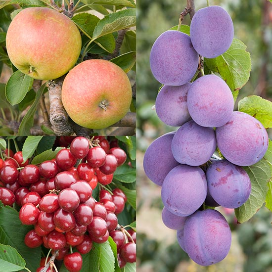 Cordon Apple, Plum & Cherry Collection (3 Trees) Buy fruit trees