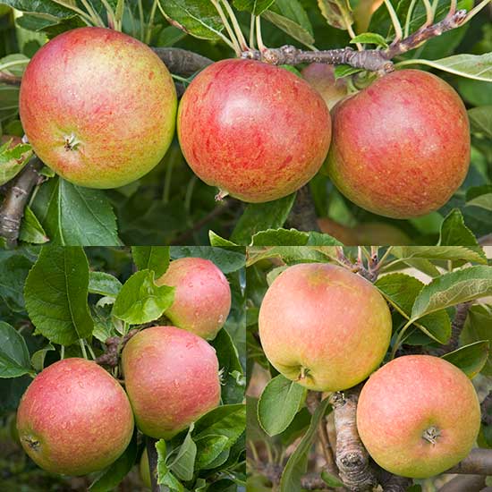 Cordon Apple Collection (3 Trees)