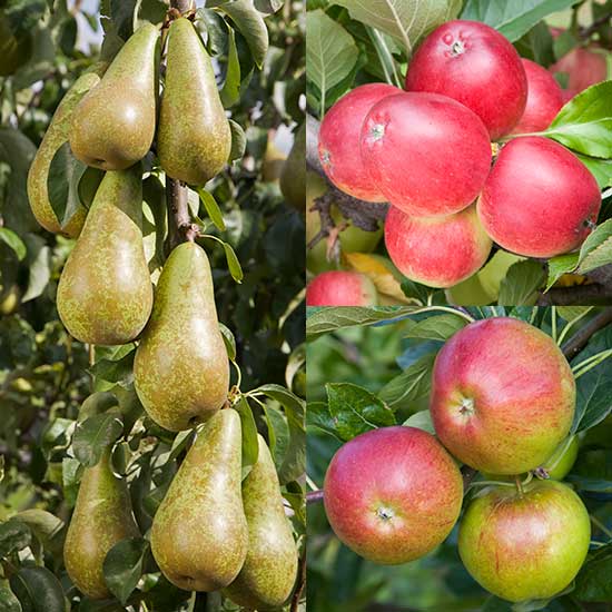 Cordon Apple & Pear Collection (3 Trees) - Click Image to Close