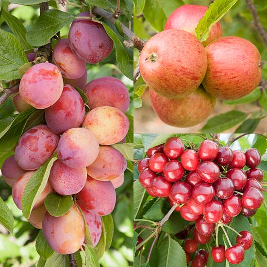Cordon Apple, Plum & Cherry Collection (3 Trees) - Click Image to Close