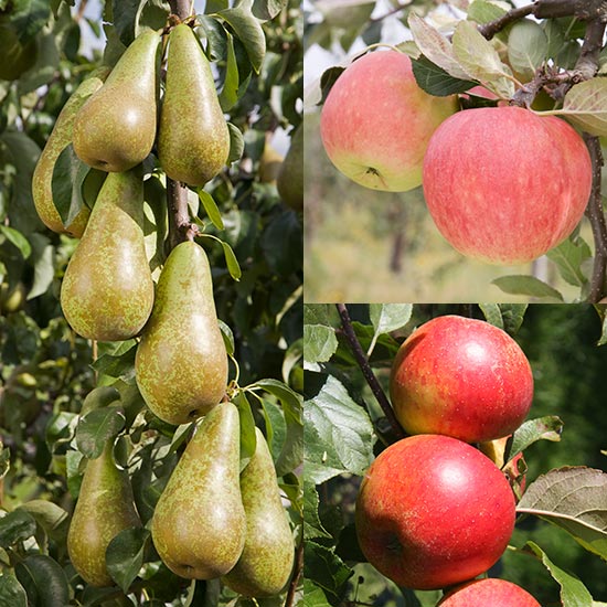 Cordon Apple & Pear Collection (3 Trees)