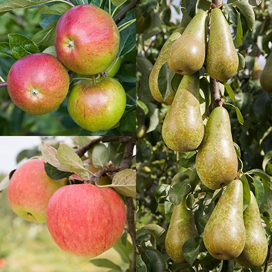 Cordon Apple & Pear Collection (3 Trees)