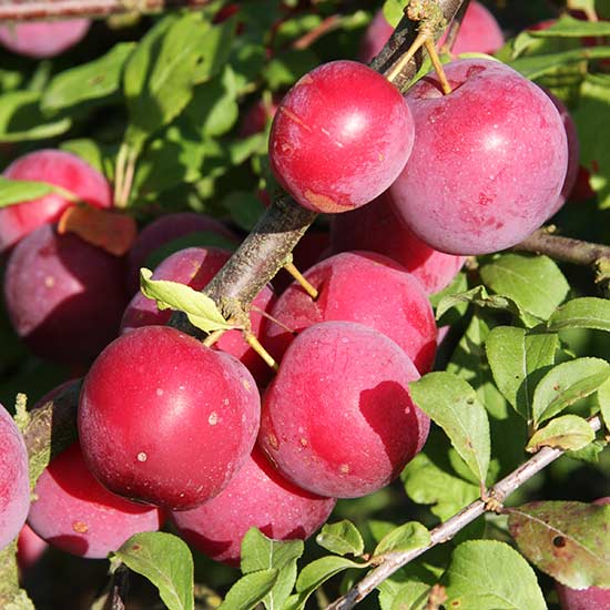 Cordon Mirabelle Plum 'Countess' - Click Image to Close