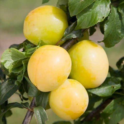 Cordon Mirabelle Plum 'Golden Sphere' - Click Image to Close