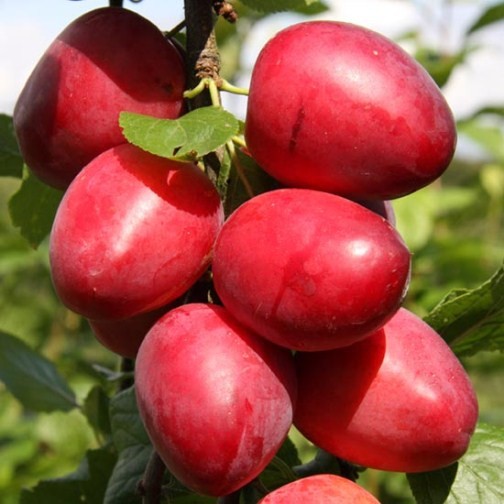 Mirabelle Plum Tree 'Ruby' - Click Image to Close