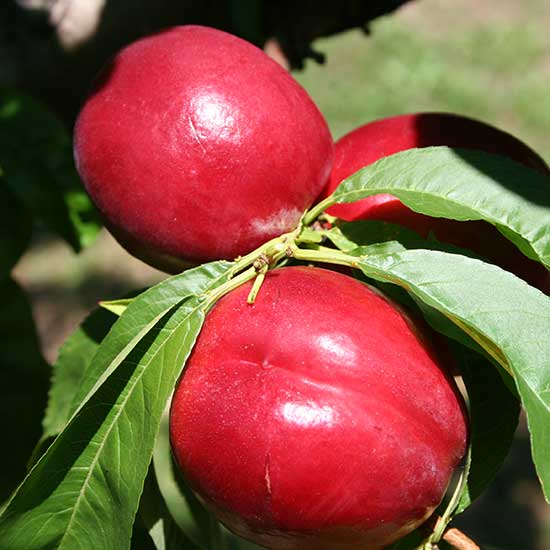 Nectarine Tree 'Fantasia' - Click Image to Close