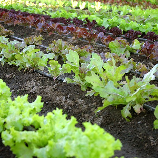 Quick Growing Salad Collection (90 plants) - Click Image to Close