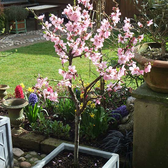 Sibley's Patio Almond 'Robijn' - Click Image to Close