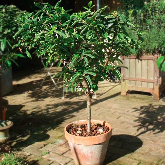 Sibley's Patio Medlar - Click Image to Close