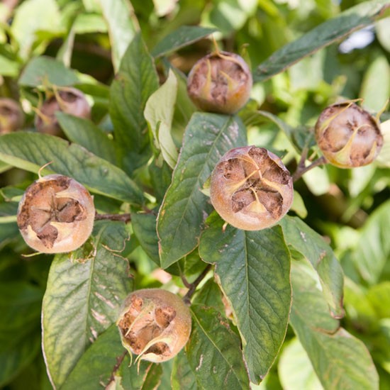 Sibley's Patio Medlar - Click Image to Close