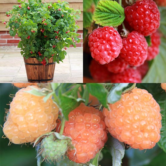 Patio Raspberry Collection (2 plants)