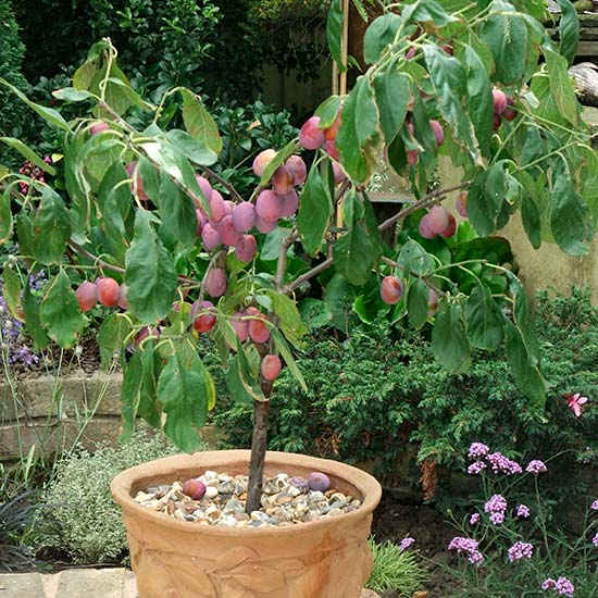 Sibley's Patio Plum 'Victoria' - Click Image to Close