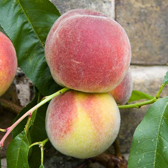 Peach Tree 'Duke of York' - Click Image to Close