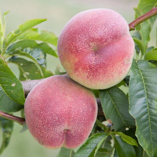 Peach Tree 'Peregrine' - Click Image to Close