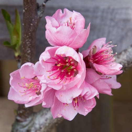 Peach Tree 'Peregrine' - Click Image to Close