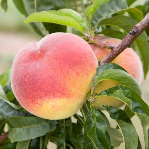 Peach Tree 'Rochester' - Click Image to Close