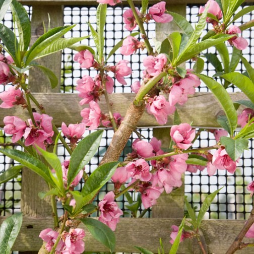 Peach Tree 'Rochester' - Click Image to Close