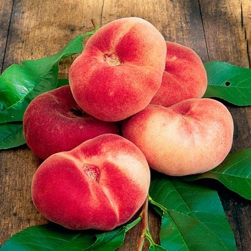 Flat Peach Tree 'Saturne' - Click Image to Close