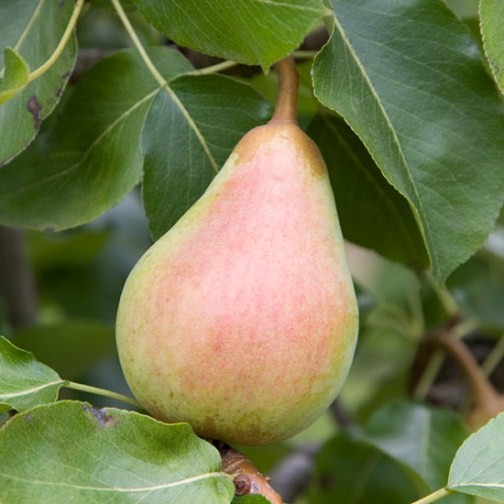 Cordon Pear 'Beth' - Click Image to Close