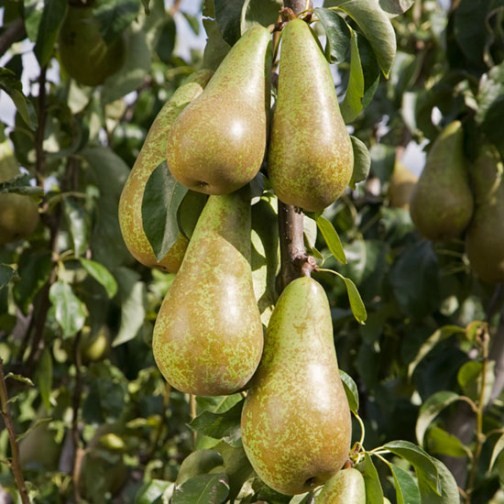 Cordon Pear 'Concorde' - Click Image to Close