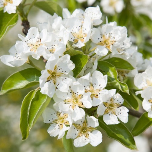 Pear Tree 'Concorde' - Click Image to Close