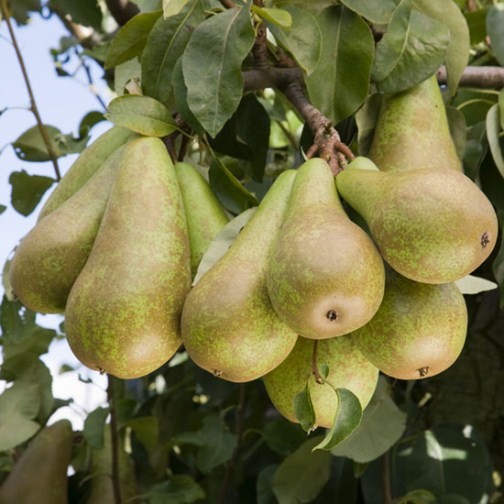 Pear Tree 'Conference' (Pot Grown) - Click Image to Close