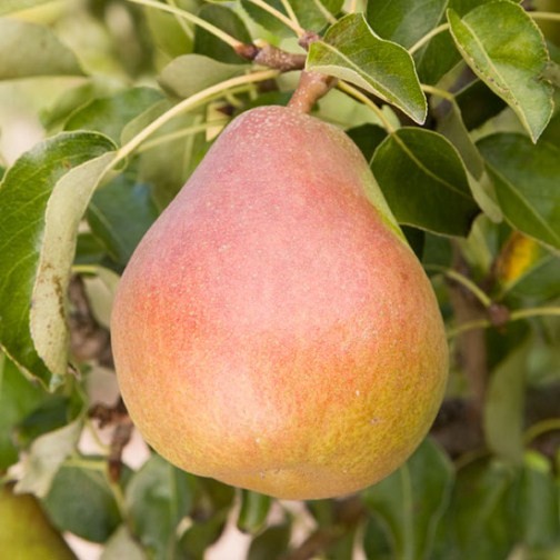 Cordon Pear 'Doyenne du Comice' - Click Image to Close