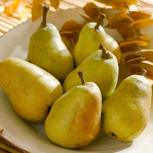 Cordon Pear 'Invincible' - Click Image to Close