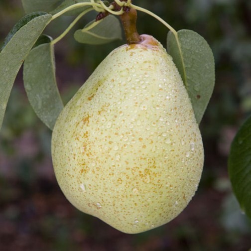 Cordon Pear 'Invincible' - Click Image to Close