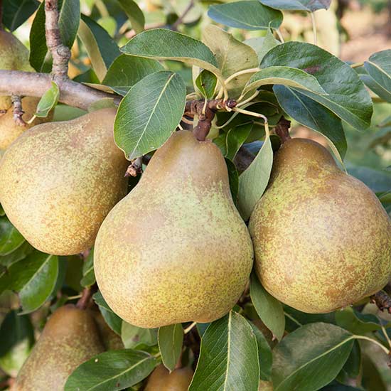 Cordon Pear 'Merton Pride' - Click Image to Close