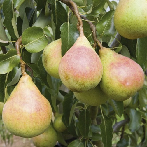 Pear Tree 'Onward' - Click Image to Close
