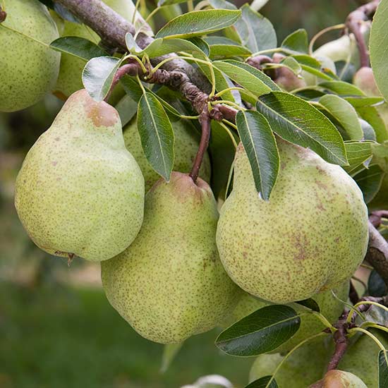 Cordon Pear 'Packham's Triumph' - Click Image to Close