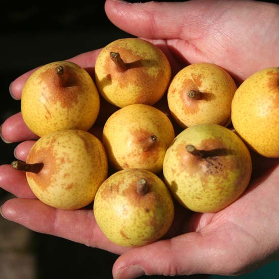 Dwarf Pear Tree 'Petite Poire' - Click Image to Close