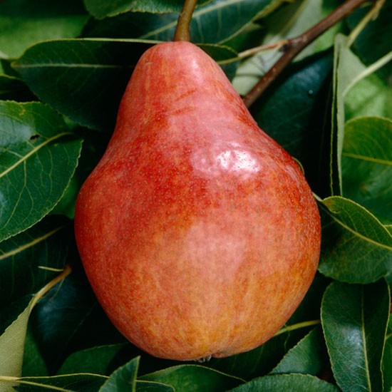 Cordon Pear 'Red Williams' - Click Image to Close