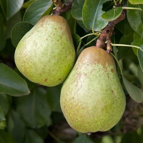 Cordon Pear 'Williams' Bon Chretien' - Click Image to Close