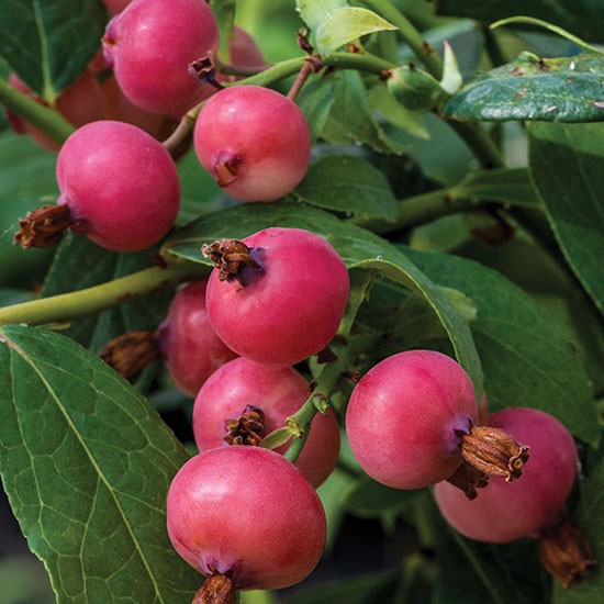 Pink Blueberry Bush 'Pink Sapphire' - Click Image to Close