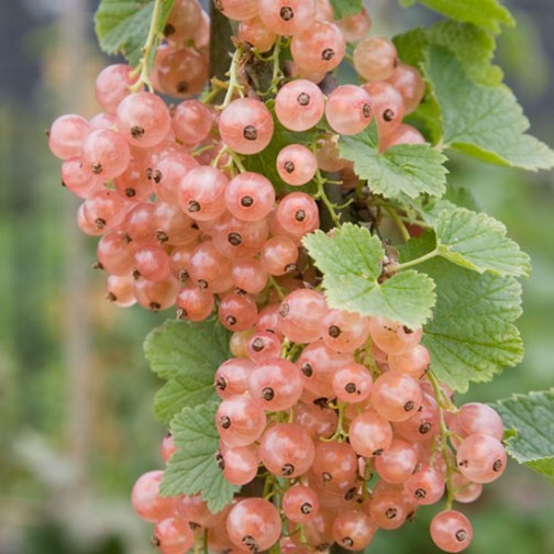 Pinkcurrant Bush 'Gloire de Sablon' (Pot Grown) - Click Image to Close