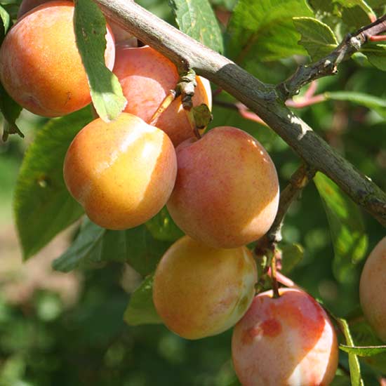 Plum Tree 'Burbanks Tangerine'