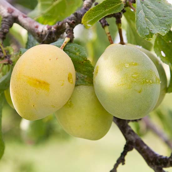 Plum Tree 'Coe's Golden Drop'