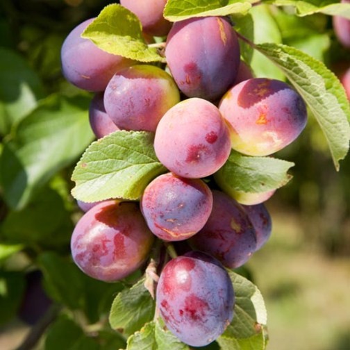 Cordon Plum 'Czar' - Click Image to Close