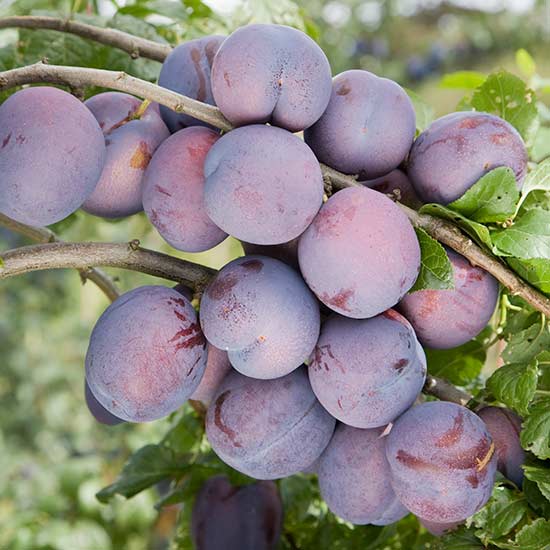 Cordon Plum 'Guinevere' - Click Image to Close