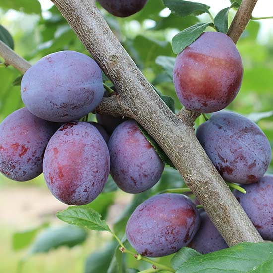 Cordon Plum 'Juna'