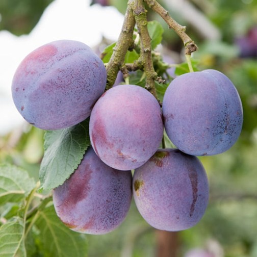 Cordon Plum 'Marjorie's Seedling' - Click Image to Close