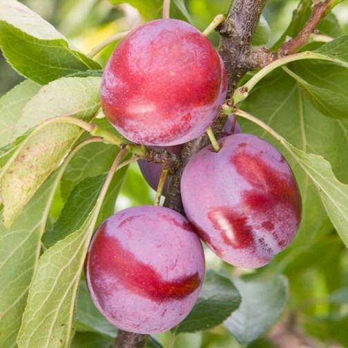 Plum Tree 'Opal' (Pot Grown) - Click Image to Close